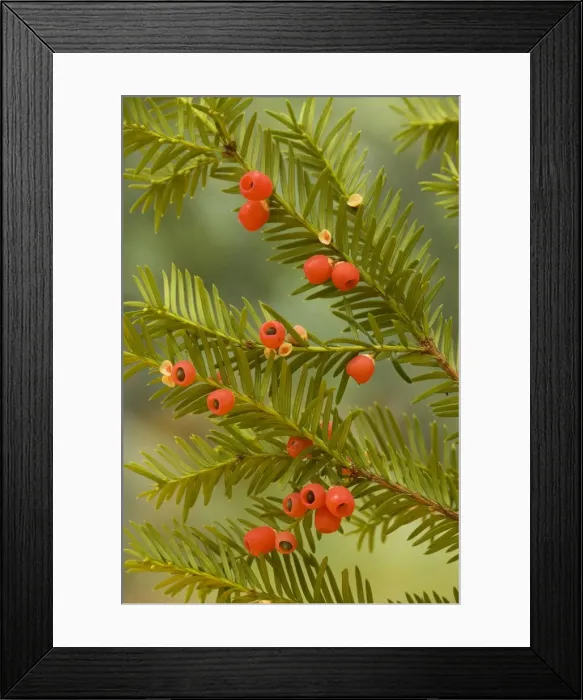 Framed Print : Yew tree in autumn, with ripe berries Framed Print : Yew tree in autumn, with ripe berries