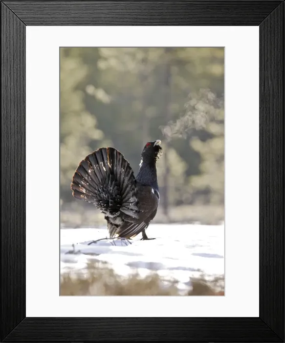 Framed Print : Capercaillie - male displaying in snow - can see birds breath as calls. Kuhmo - Finland Framed Print : Capercaillie - male displaying in snow - can see birds breath as calls. Kuhmo - Finland