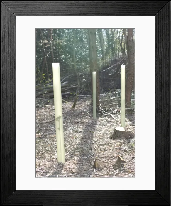 Framed Print : Wild Cherry Tree Seedling - In tree shelter Framed Print : Wild Cherry Tree Seedling - In tree shelter