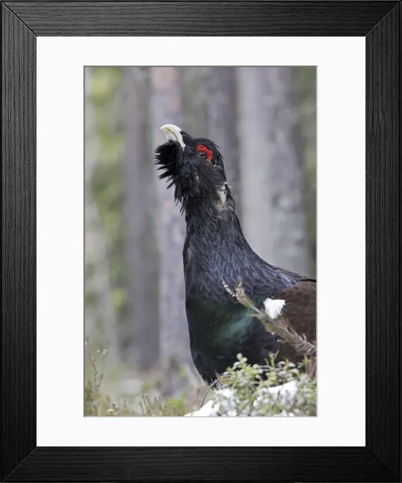 Framed Print : Capercaillie - male displaying. Kuhmo - Finland Framed Print : Capercaillie - male displaying. Kuhmo - Finland