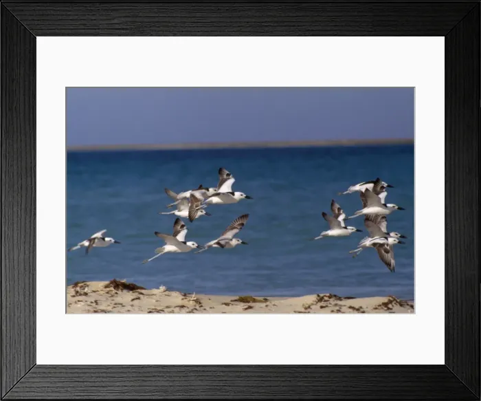 Framed Print : Crab Plover - group in flight Framed Print : Crab Plover - group in flight
