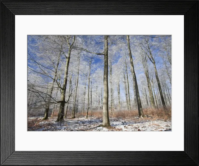Framed Print : Beech Tree - woodland covered in frost - North Hessen - Germany Framed Print : Beech Tree - woodland covered in frost - North Hessen - Germany