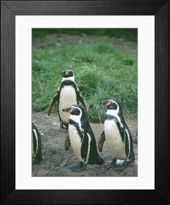 Framed Print : Peruvian / Humbolt Penguin SG 2016 Spheniscus humboldti © ARDEA LONDON Framed Print : Peruvian / Humbolt Penguin SG 2016 Spheniscus humboldti © ARDEA LONDON