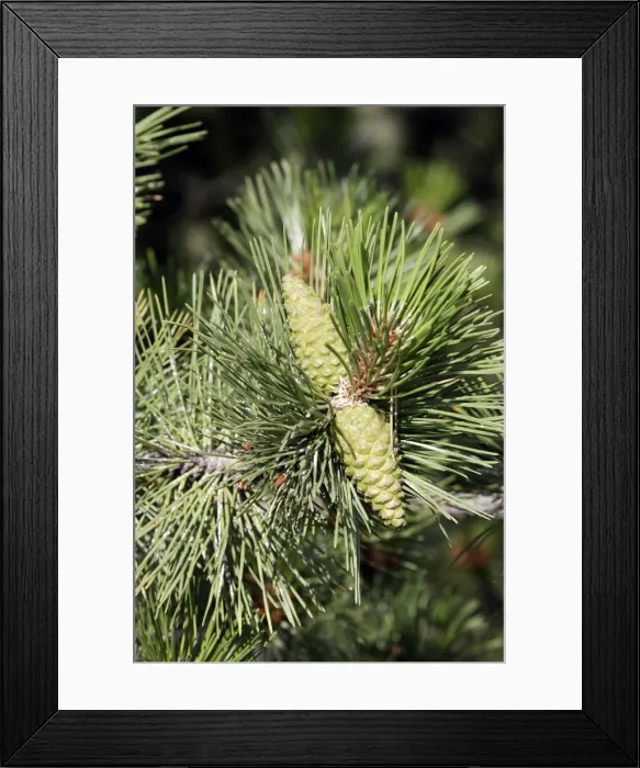 Framed Print : Black Pine / Austrian Pine - close-up. France var. austriaca Framed Print : Black Pine / Austrian Pine - close-up. France var. austriaca