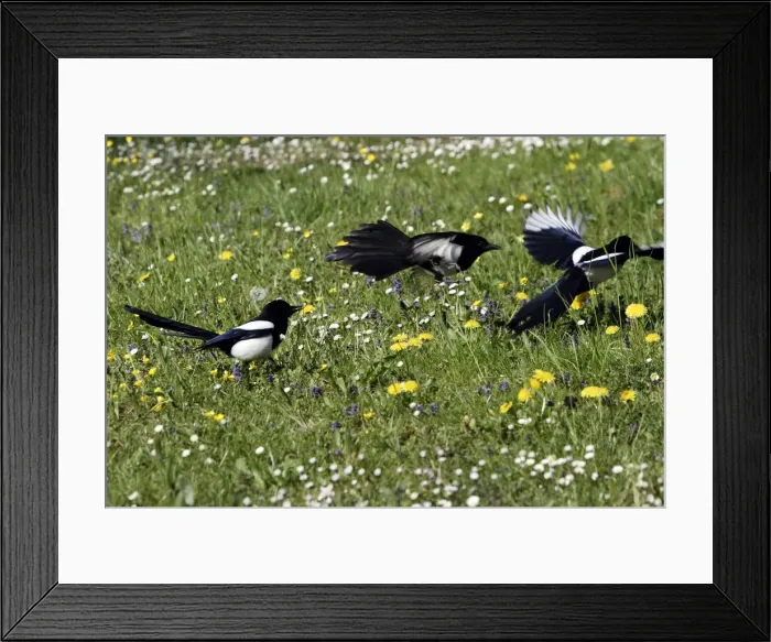 Framed Print : Magpie - three fighting. Kuhmo - Finland Framed Print : Magpie - three fighting. Kuhmo - Finland
