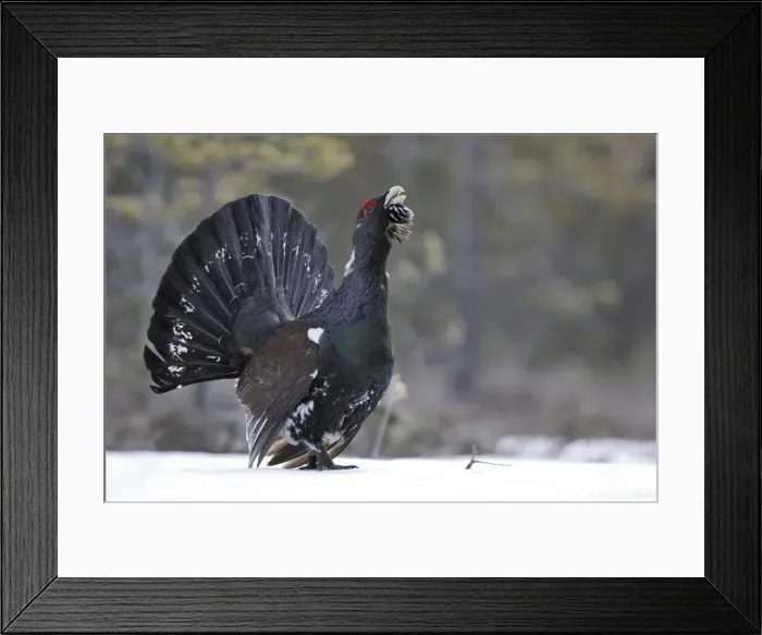 Framed Print : Capercaillie - male displaying in snow. Kuhmo - Finland Framed Print : Capercaillie - male displaying in snow. Kuhmo - Finland
