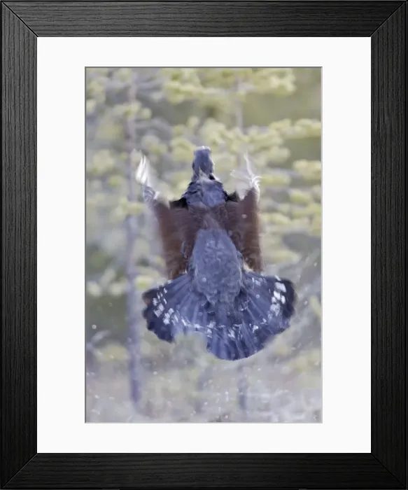 Framed Print : Capercaillie - in flight - taking off. Kuhmo - Finland Framed Print : Capercaillie - in flight - taking off. Kuhmo - Finland