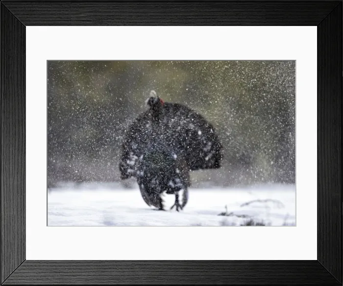 Framed Print : Capercaillie - male displaying in snow. Kuhmo - Finland Framed Print : Capercaillie - male displaying in snow. Kuhmo - Finland