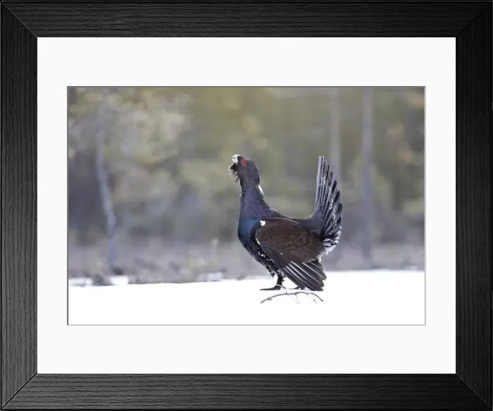 Framed Print : Capercaillie - male displaying in snow. Kuhmo - Finland Framed Print : Capercaillie - male displaying in snow. Kuhmo - Finland