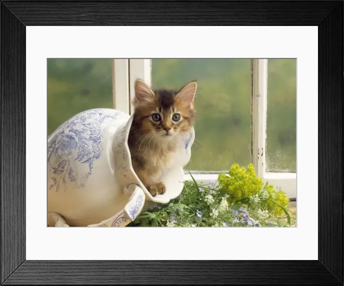 Framed Print : Somali Cat - kitten in jug Framed Print : Somali Cat - kitten in jug