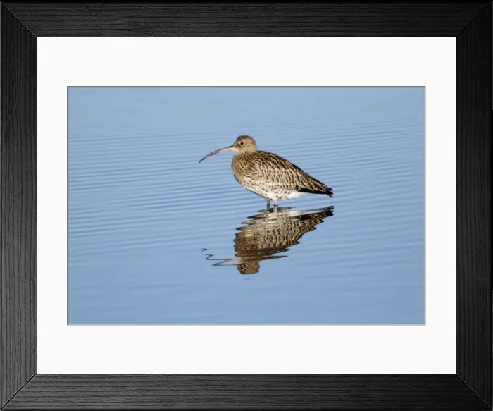 Framed Print : Curlew - resting in sea at low tide - autumn - Northumberland - England Framed Print : Curlew - resting in sea at low tide - autumn - Northumberland - England