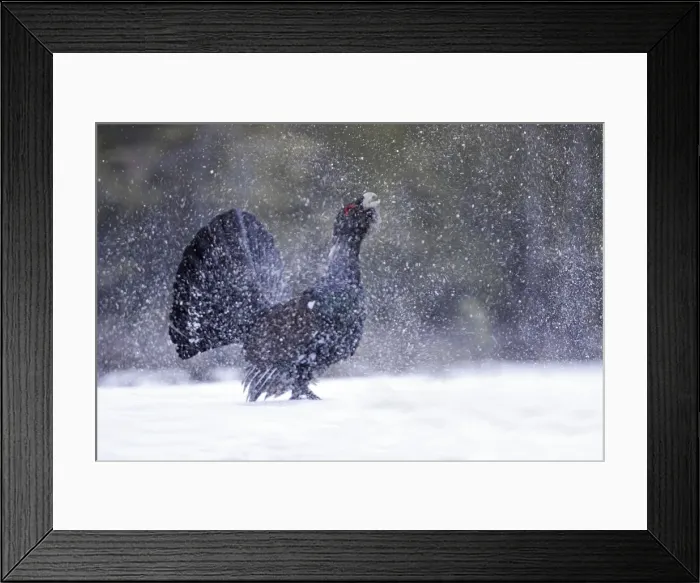 Framed Print : Capercaillie - male displaying creating snow flurry. Kuhmo - Finland Framed Print : Capercaillie - male displaying creating snow flurry. Kuhmo - Finland