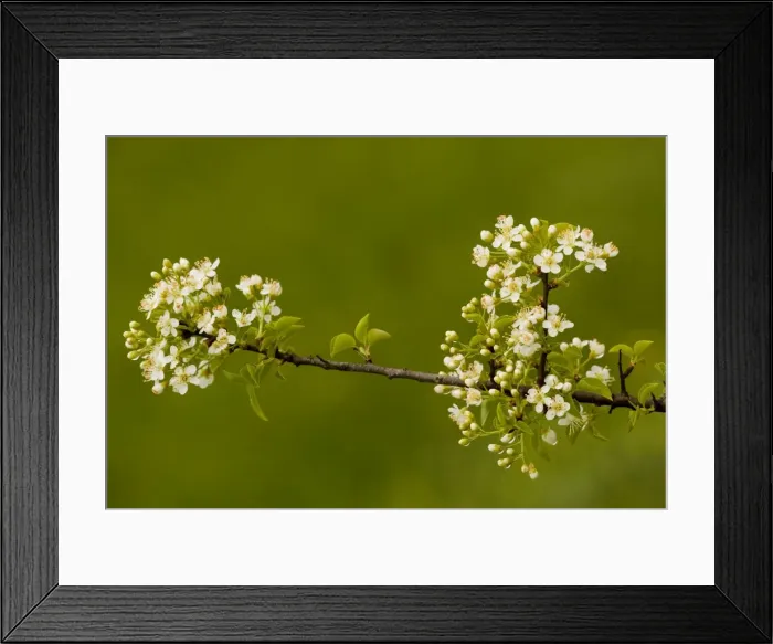 Framed Print : St Lucie Cherry (Prunus mahaleb) in flower, France Framed Print : St Lucie Cherry (Prunus mahaleb) in flower, France