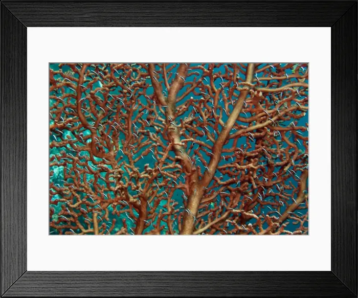 Framed Print : Unidentified fish living on a branching Gorgoian coral. They seemed to be sucking algae or slime from the branches. Indonesia Framed Print : Unidentified fish living on a branching Gorgoian coral. They seemed to be sucking algae or slime from the branches. Indonesia