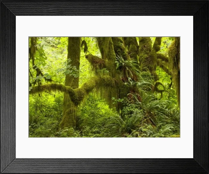 Framed Print : Big Leaf Maple (Acer macrophyllum) trees in wet temperate rain forest, Quinault Valley, Olympic National Park, Washington Framed Print : Big Leaf Maple (Acer macrophyllum) trees in wet temperate rain forest, Quinault Valley, Olympic National Park, Washington