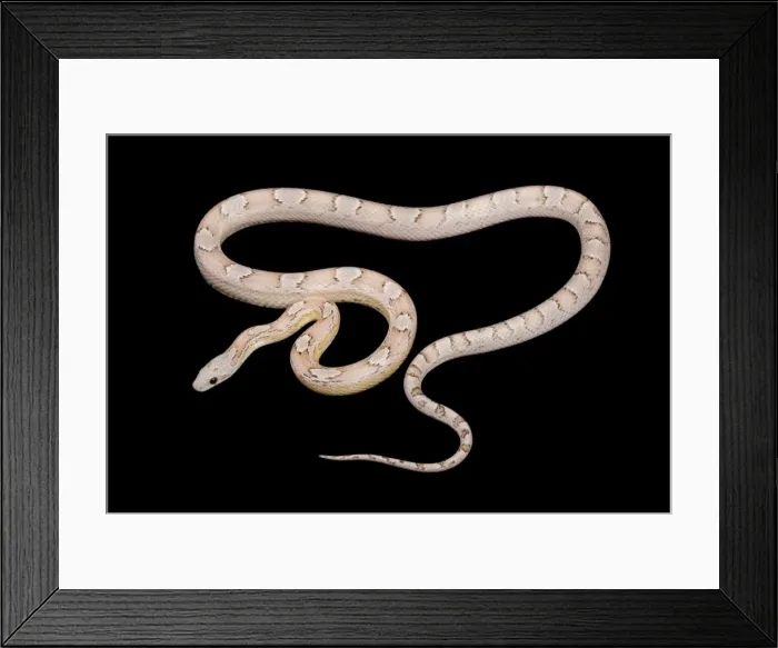 Framed Print : Corn / Red Rat Snake - “ghost bloodred” mutation - North America Framed Print : Corn / Red Rat Snake - “ghost bloodred” mutation - North America