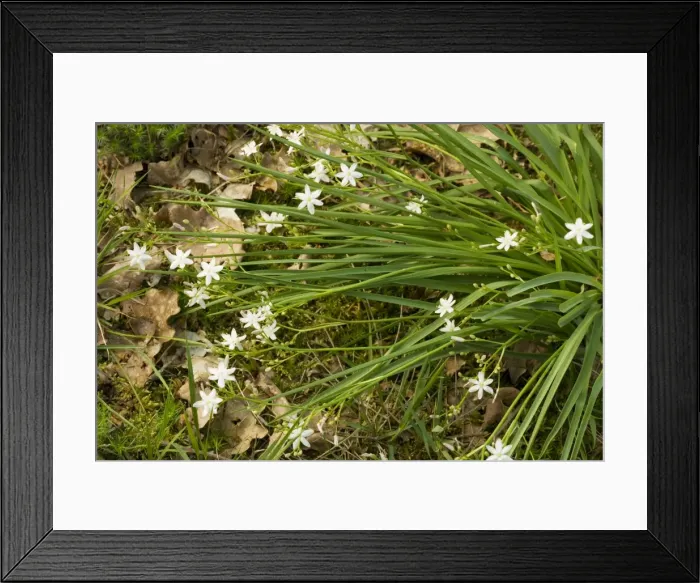 Framed Print : Kerry Lily (Simethis planifolia). Very rare plant in UK and Eire Framed Print : Kerry Lily (Simethis planifolia). Very rare plant in UK and Eire