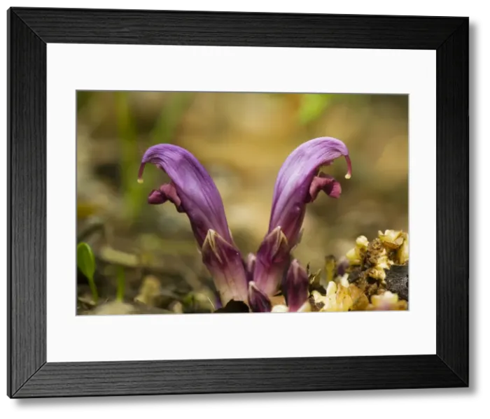 Framed Print : Purple toothwort (Lathraea clandestina), parasitic on poplars and other trees. France Framed Print : Purple toothwort (Lathraea clandestina), parasitic on poplars and other trees. France