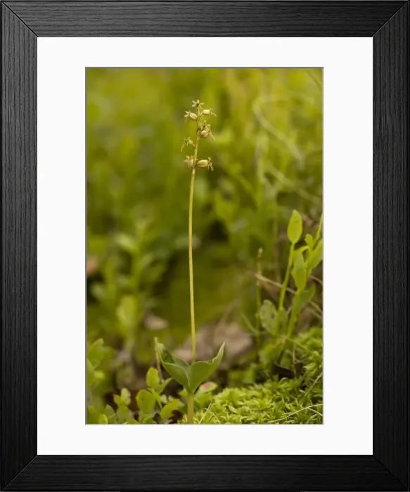 Framed Print : Lesser twayblade orchid (Listera cordata); Scotland Framed Print : Lesser twayblade orchid (Listera cordata); Scotland