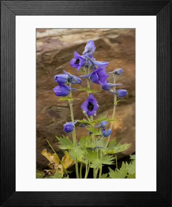 Framed Print : A species of Delphinium (Delphinium speciosum) from the Caucasus Framed Print : A species of Delphinium (Delphinium speciosum) from the Caucasus