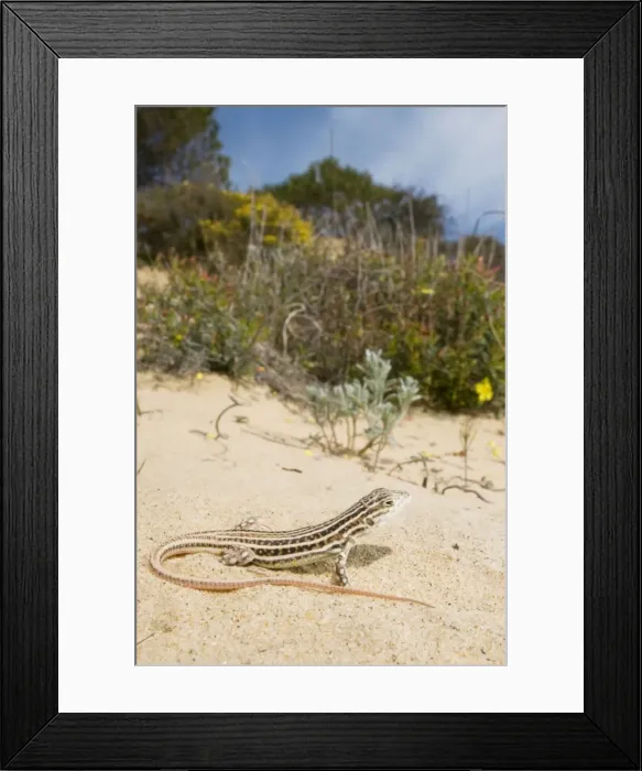 Framed Print : Spiny-footed Lizard - in habitat - Donana National Park - Spain Framed Print : Spiny-footed Lizard - in habitat - Donana National Park - Spain