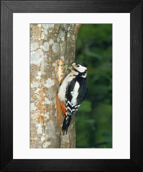 Framed Print : Greater-spotted / Great-spotted Woodpecker - with food in beak Framed Print : Greater-spotted / Great-spotted Woodpecker - with food in beak