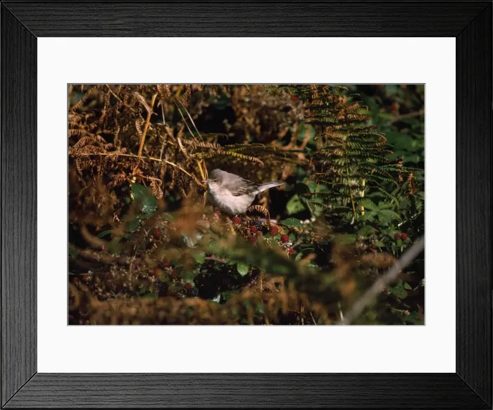 Framed Print : Barred Warbler Framed Print : Barred Warbler