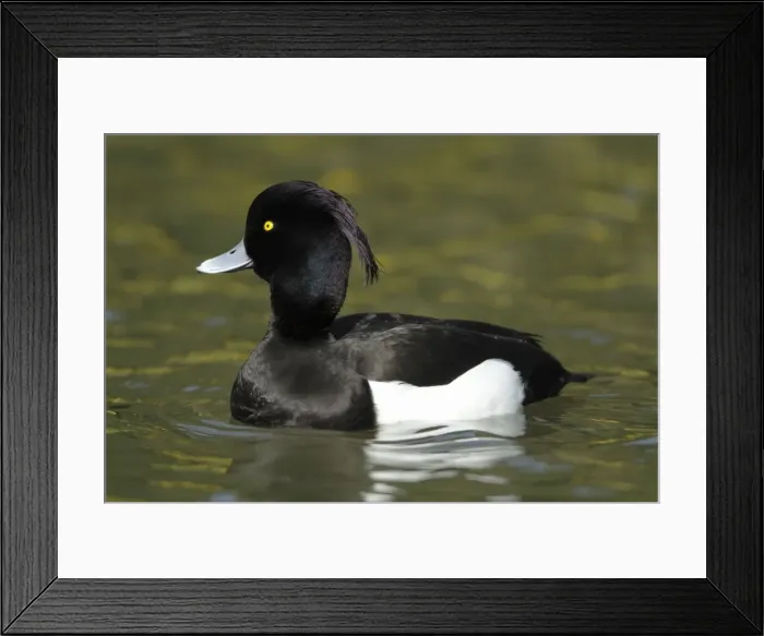 Framed Print : Tufted Duck - male swimming on lake - Hessen - Germany Framed Print : Tufted Duck - male swimming on lake - Hessen - Germany