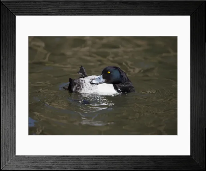 Framed Print : Tufted Duck - male preening its plumage - on lake - Hessen - Germany Framed Print : Tufted Duck - male preening its plumage - on lake - Hessen - Germany