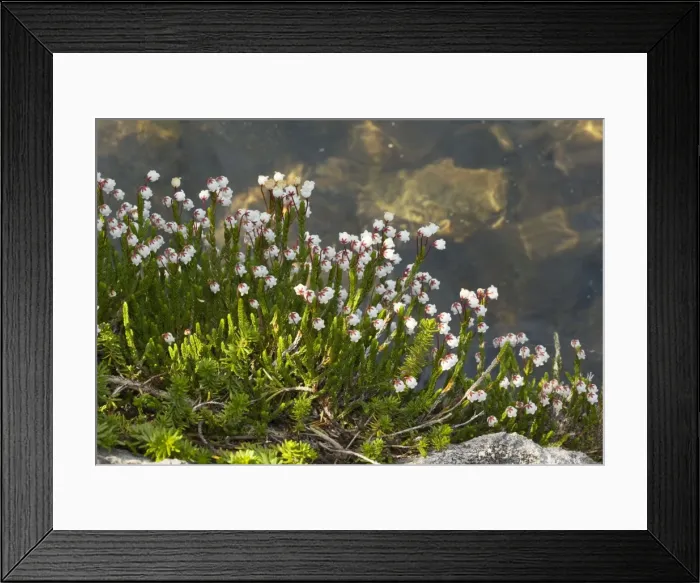 Framed Print : White Mountain-Heather (Cassiope mertensiana), subalpine meadows, Mount Lassen, California Framed Print : White Mountain-Heather (Cassiope mertensiana), subalpine meadows, Mount Lassen, California