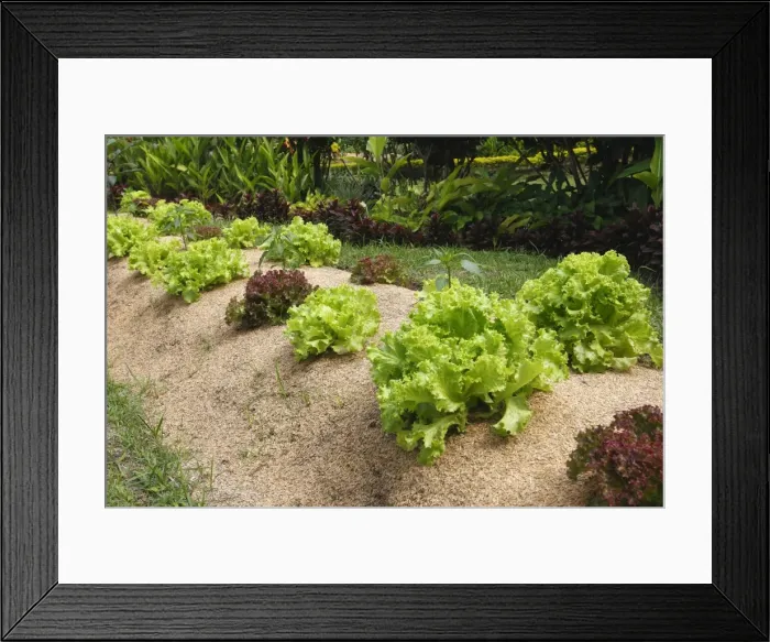 Framed Print : Lettuces - being grown. Bali - Indonesia Framed Print : Lettuces - being grown. Bali - Indonesia