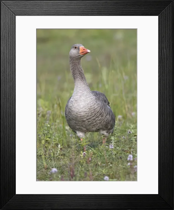 Framed Print : Greylag Goose. Marquentaire - Bay of Somme - France Framed Print : Greylag Goose. Marquentaire - Bay of Somme - France