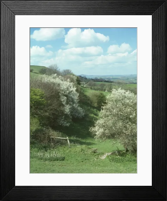 Framed Print : Blackthorn - on Egerdon Hill (NT) - West Dorset Framed Print : Blackthorn - on Egerdon Hill (NT) - West Dorset