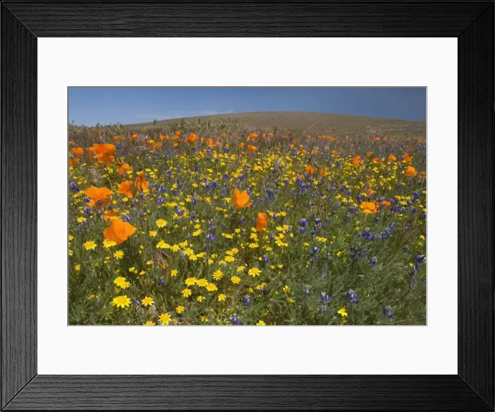 Framed Print : California Poppies and Yellow Goldfields (Lasthenia californica), Pygmy-Leaved Lupines (Lupinus bicolor) cover hills and valleys in Antelope Valley - Antelope Valley California Poppy Reserve, California, USA Framed Print : California Poppies and Yellow Goldfields (Lasthenia californica), Pygmy-Leaved Lupines (Lupinus bicolor) cover hills and valleys in Antelope Valley - Antelope Valley California Poppy Reserve, California, USA
