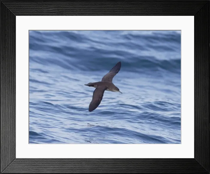 Framed Print : Balearic Shearwater - in flight over the sea - Dorset UK - August Framed Print : Balearic Shearwater - in flight over the sea - Dorset UK - August