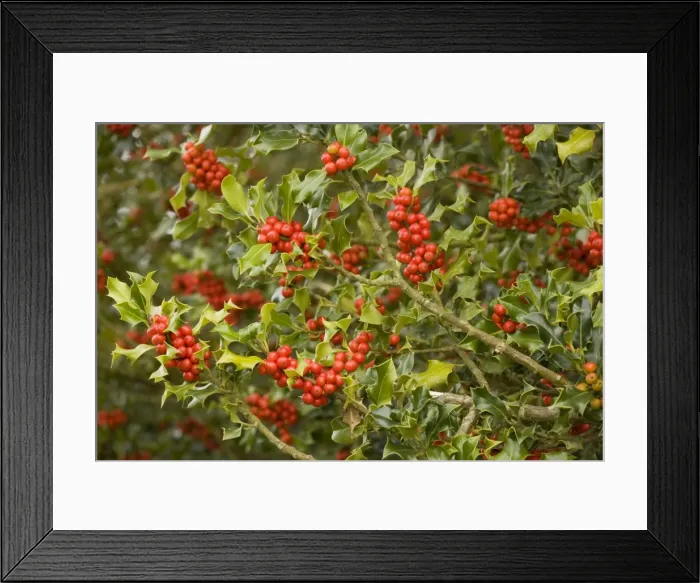 Framed Print : Holly bush laden with berries Framed Print : Holly bush laden with berries