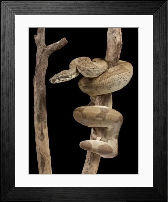 Framed Print : Boa Constrictor - Imperator sub-species - “Super ghost” mutation - Central and South America Framed Print : Boa Constrictor - Imperator sub-species - “Super ghost” mutation - Central and South America
