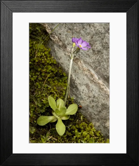 Framed Print : Scandinavian primrose (Primula scandinavica), Norway Framed Print : Scandinavian primrose (Primula scandinavica), Norway