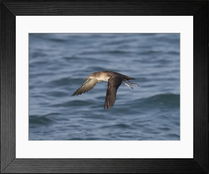 Framed Print : Balearic Shearwater - in flight over the sea - Dorset UK - July Framed Print : Balearic Shearwater - in flight over the sea - Dorset UK - July