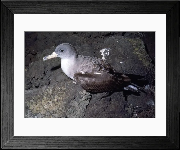 Framed Print : Cory's Shrearwater Framed Print : Cory's Shrearwater