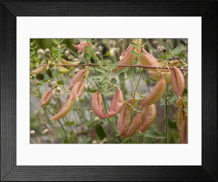 Framed Print : Bladder senna in fruit (Colutea arborescens). Garden