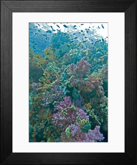 Framed Print : Coral reef scene on a healthy reef - with Soft and Hard Corals, Ascidians, Sponges and Anthias - Raja Ampat - Indonesia Framed Print : Coral reef scene on a healthy reef - with Soft and Hard Corals, Ascidians, Sponges and Anthias - Raja Ampat - Indonesia