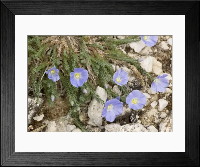 Framed Print : A rare flax, Linum punctatum, Sicily