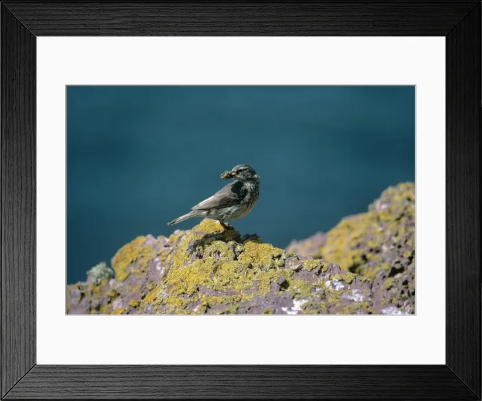 Framed Print : Rock Pipit Framed Print : Rock Pipit