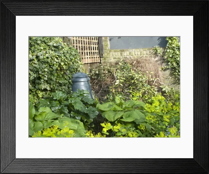 Framed Print : Plastic Compost Bin in garden corner - UK Framed Print : Plastic Compost Bin in garden corner - UK