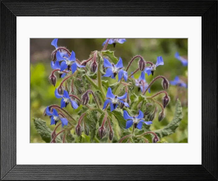 Framed Print : Borage (Borago officinalis) in flower. South European species, naturalised in UK