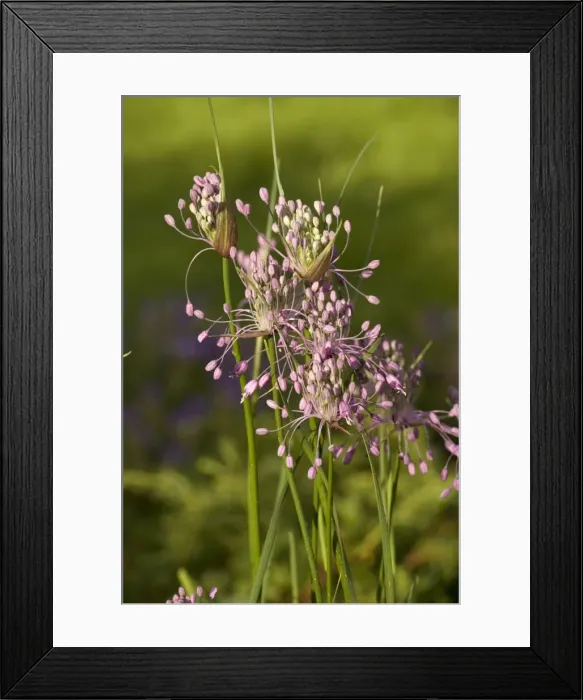 Framed Print : Keeled garlic (Allium carinatum ssp. pulchellum). Eastern Europe Framed Print : Keeled garlic (Allium carinatum ssp. pulchellum). Eastern Europe