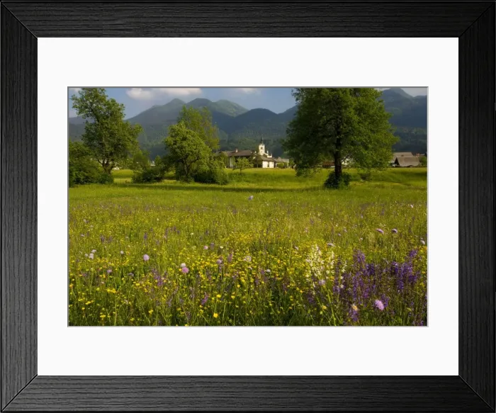 Framed Print : Flowery meadows in the Bohinj valley, Julian alps, Slovenia. Triglav National Park Framed Print : Flowery meadows in the Bohinj valley, Julian alps, Slovenia. Triglav National Park