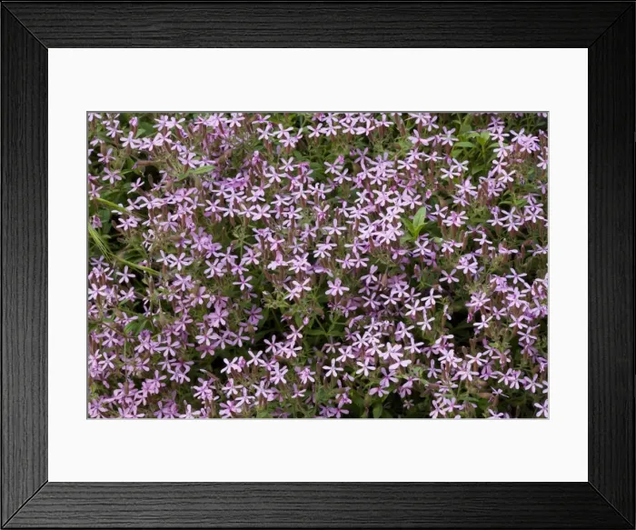 Framed Print : Rock soapwort ( Saponaria ocymoides) in flower, Cevennes, France Framed Print : Rock soapwort ( Saponaria ocymoides) in flower, Cevennes, France