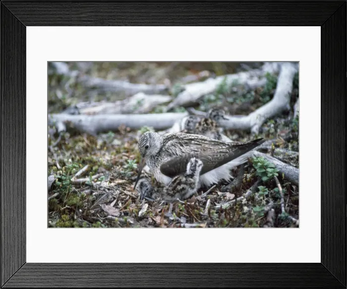 Framed Print : Greenshank - adult and young Framed Print : Greenshank - adult and young